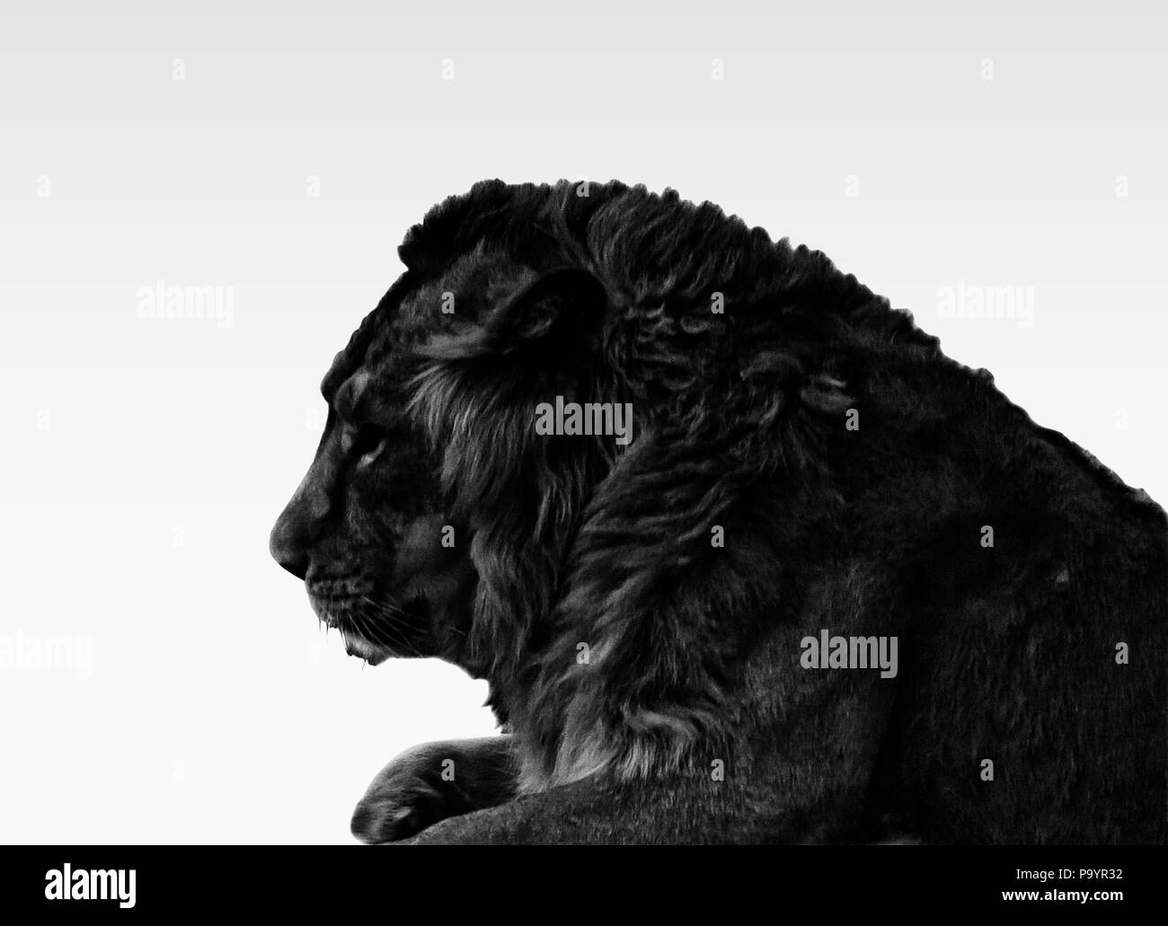 Lion portrait noir et blanc Banque D'Images
