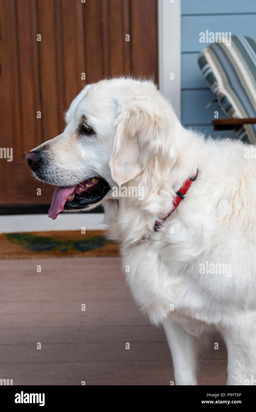 Golden Retriever de couleur platine sur le porche de la résidence ; Salida, Colorado, USA Banque D'Images