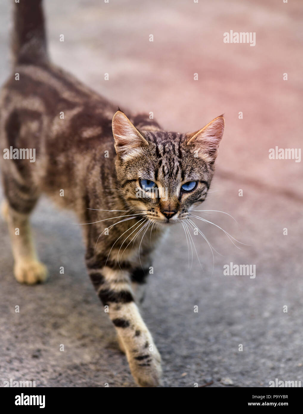 Marcher Le Long De La Rue Chat Gris A Rayures Avec Des Yeux Bleus A L Avant Photo Stock Alamy Marcher Le Long De La Rue Chat Gris A Rayures Avec Des Yeux Bleus A L Avant Photo Stock Alamy