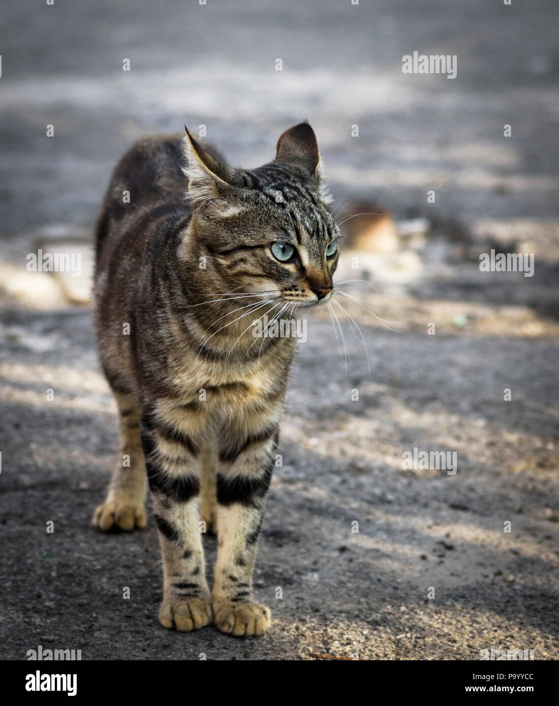 Jeune chat tigré gris de la rue marchant le long de la rue dans la journée d'été Banque D'Images