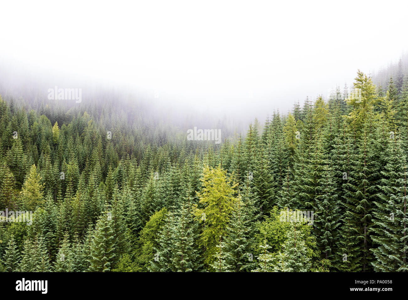 Forêt de pins Foggy Mountain Valley avec la croissance de source fraîche dans la brume Banque D'Images