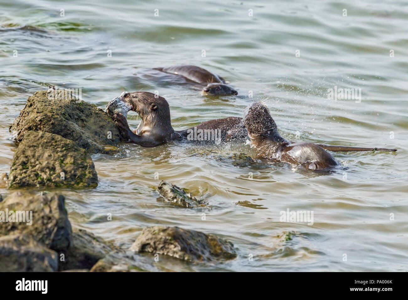 Bon, les frères et sœurs de la loutre de mer se nourrissent de bass, Singapour Banque D'Images