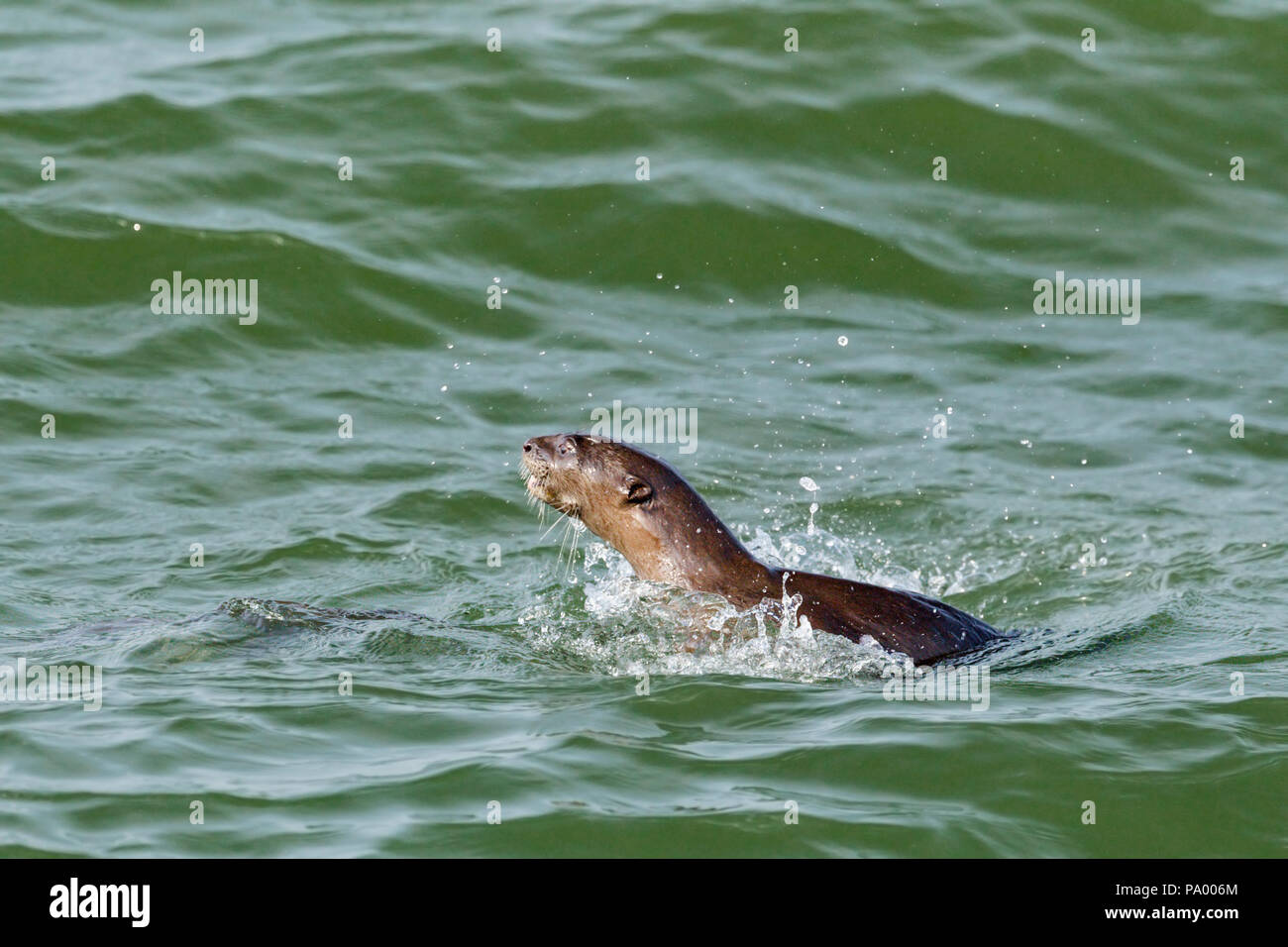 Bon, otter émerge de l'eau de mer avec une touche, Singapour Banque D'Images