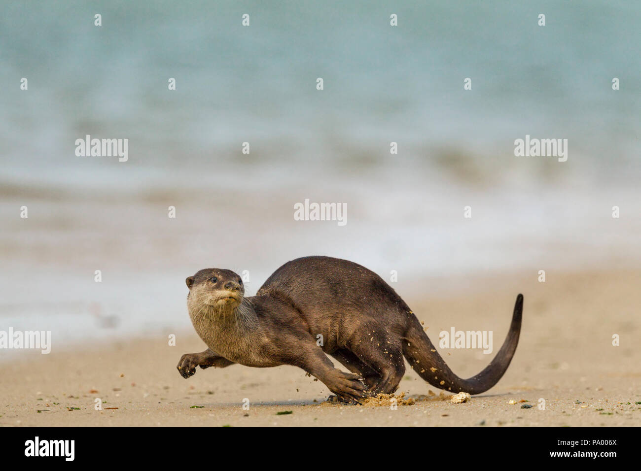 Bon, Otter jouant sur la plage, à Singapour Banque D'Images