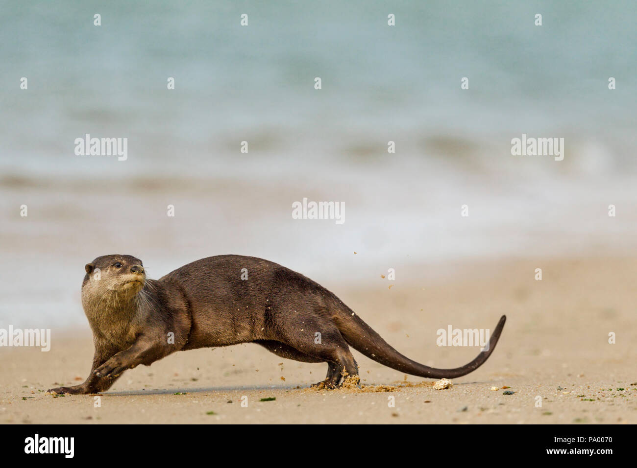 Bon, Otter jouant sur la plage, à Singapour Banque D'Images