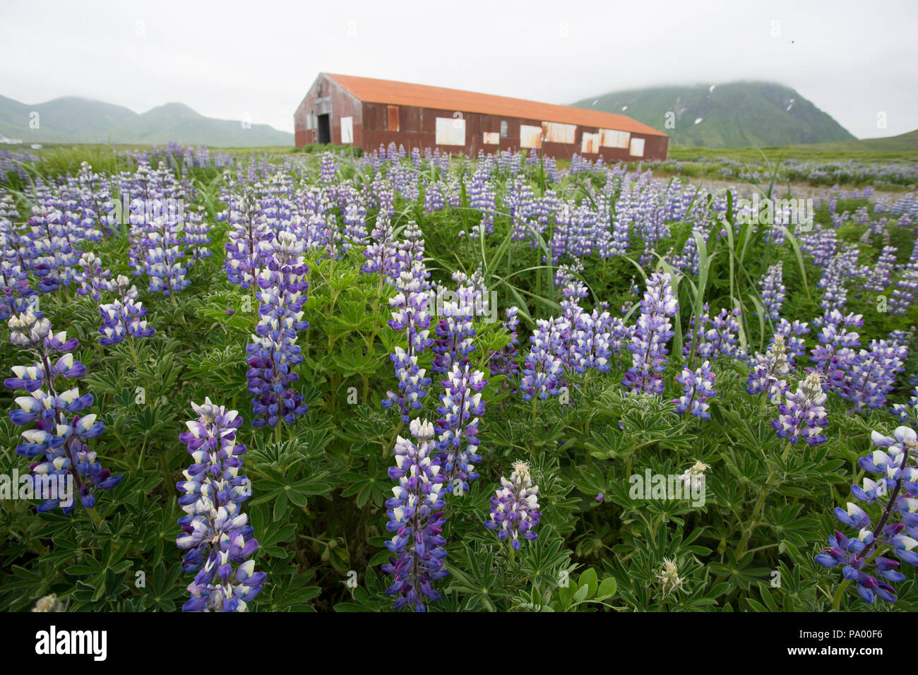Bâtiment abandonné, Attou, îles Aléoutiennes. Alaska Banque D'Images