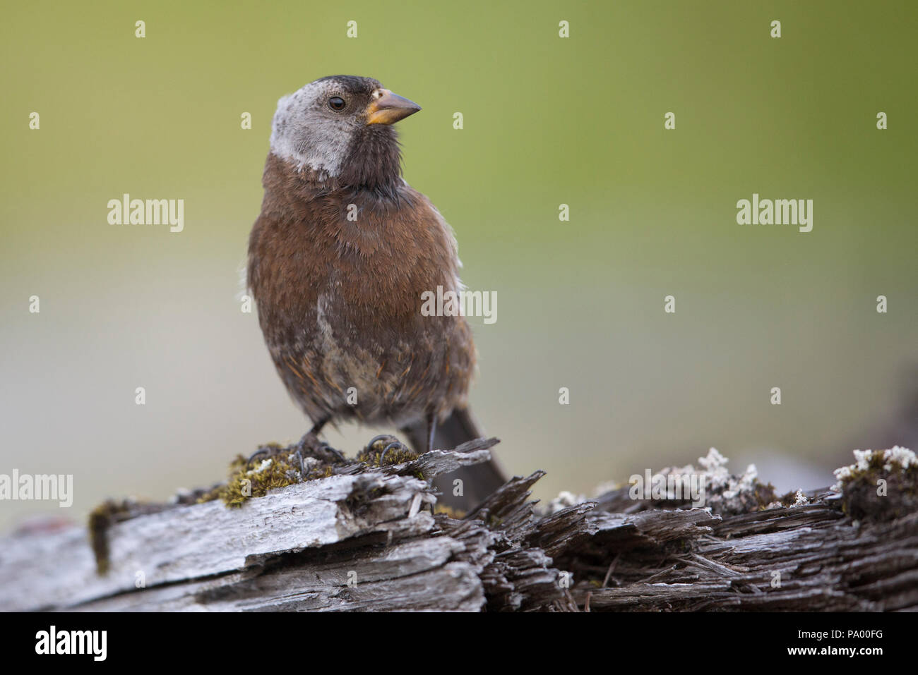 Couronne gris-rose, Finch, Kiska Aléoutiennes, Alaska Banque D'Images