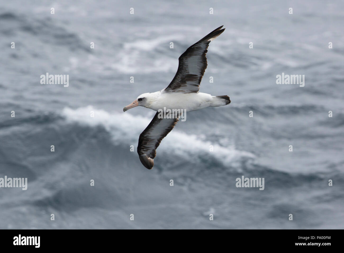 Albatros de Laysan, Îles Aléoutiennes, Alaska Banque D'Images