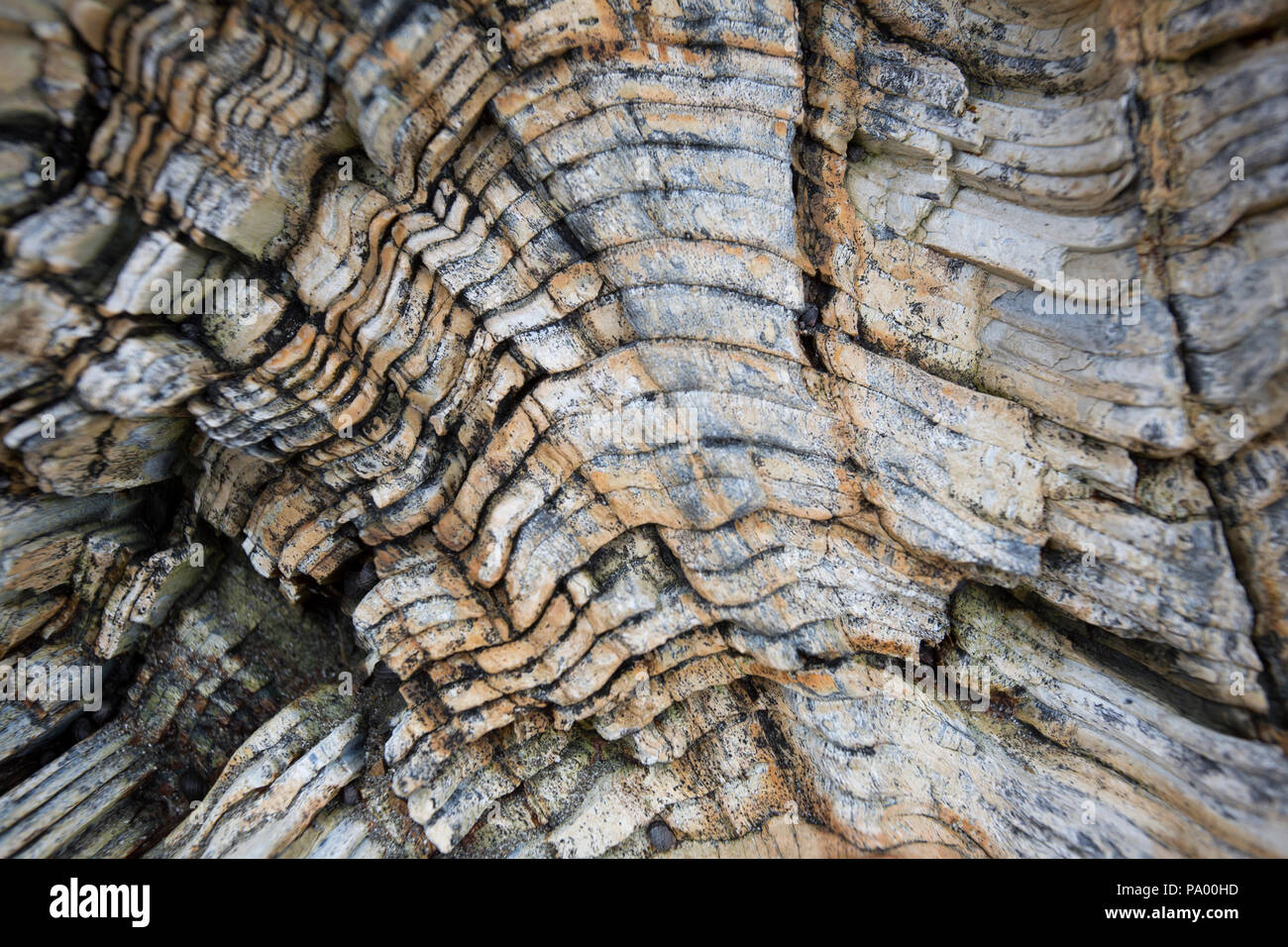 Close up d'un dépôt de bois pétrifiés, de 25 millions d'années, l'île de l'AGNU, Alaska Banque D'Images