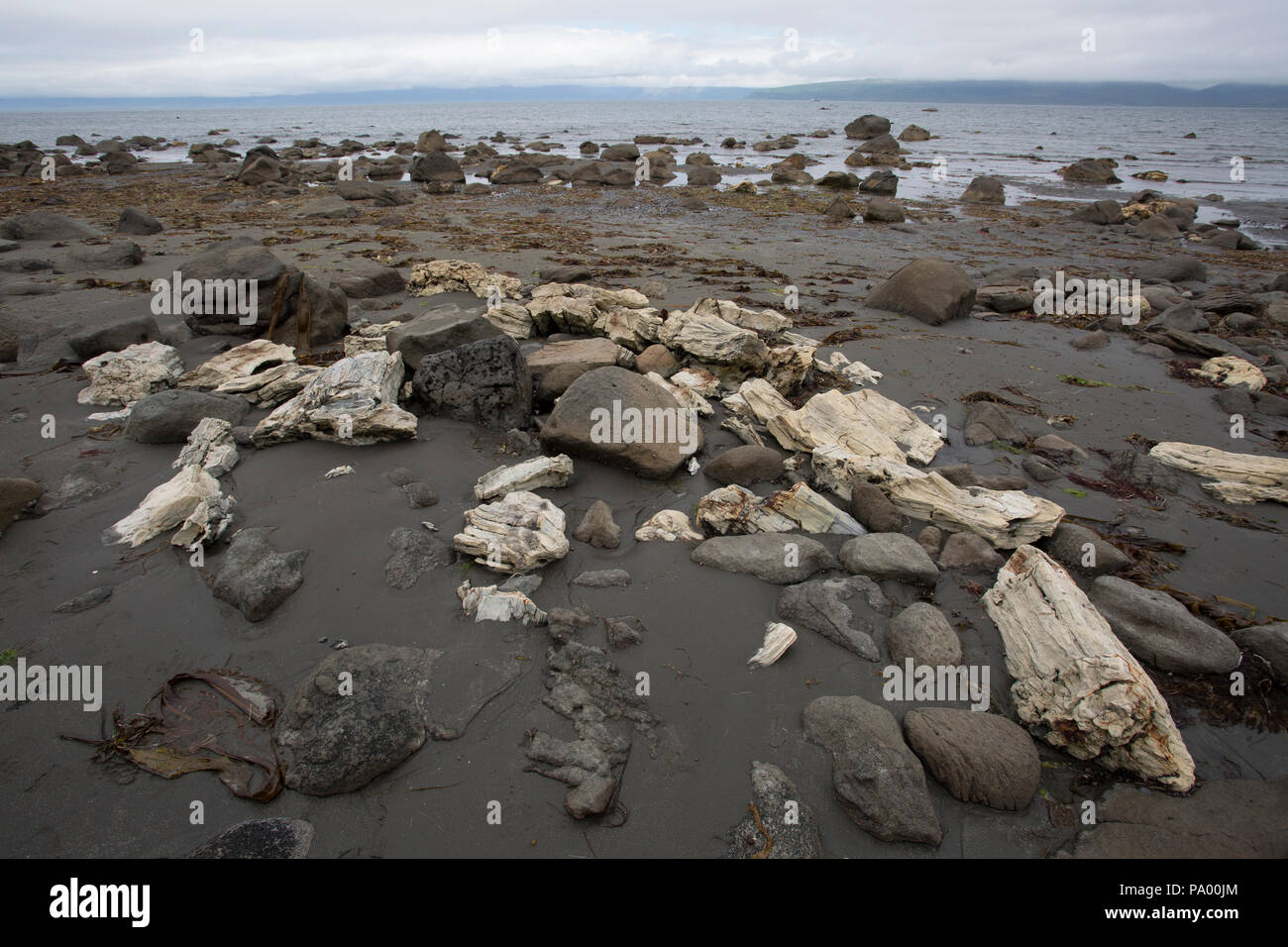 Le bois pétrifié les dépôts, de 25 millions d'années, l'île de l'AGNU, Alaska Banque D'Images
