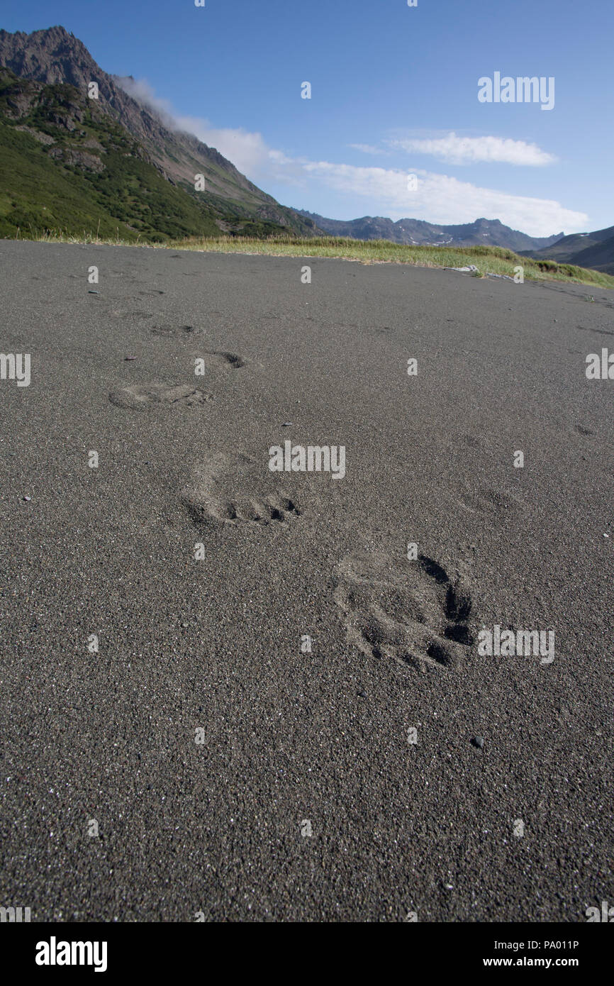 Traces d'ours brun sur une plage au Kamtchatka Banque D'Images