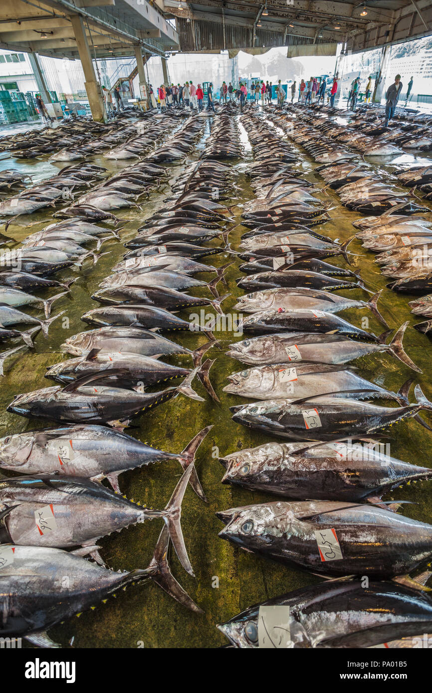 Pèlerinage de Kumano kodo. Marché aux poissons. Du thon. Port de pêche. Katsuura. Nakahechi itinéraire. La préfecture de Wakayama. Région du Kansai. Le Japon. L'UNESCO Banque D'Images