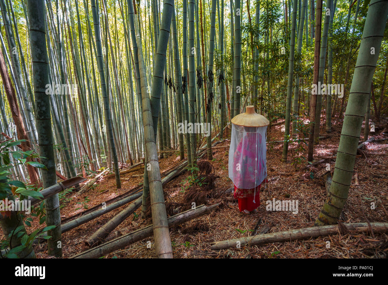 Pèlerinage de Kumano kodo. Daimon-zaka slope. Bambous. La préfecture de Wakayama. La péninsule de Kii. Région du Kansai. L'île de Honshü . L'UNESCO . Le Japon Banque D'Images