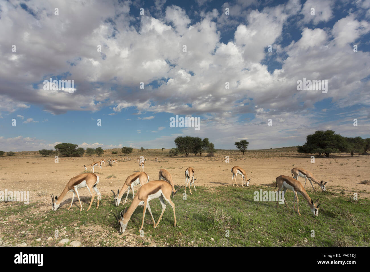 Le Springbok (Antidorcas marsupialis) troupeau, Kgalagadi Transfrontier Park, Afrique du Sud, Banque D'Images