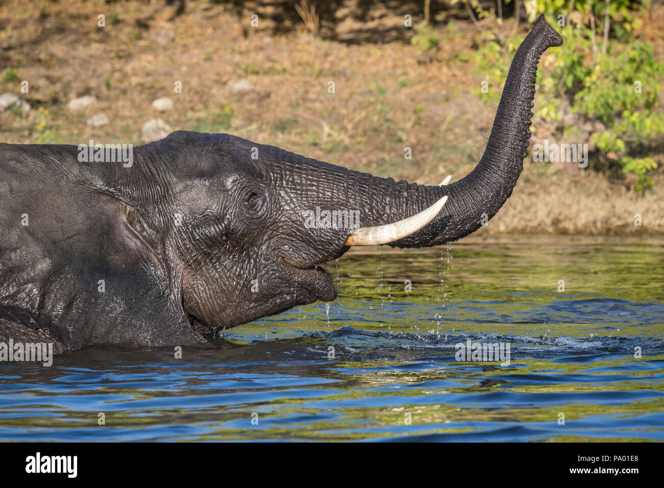Elephant (Loxodonta africana) dans la rivière Chobe, Chobe national park, Botswana Banque D'Images