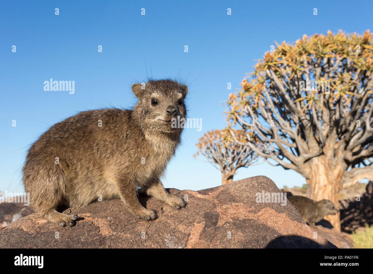 Hyrax (Procavia capensis Rock), forêt Quiver Tree, Keetmanshoop, Namibie Banque D'Images