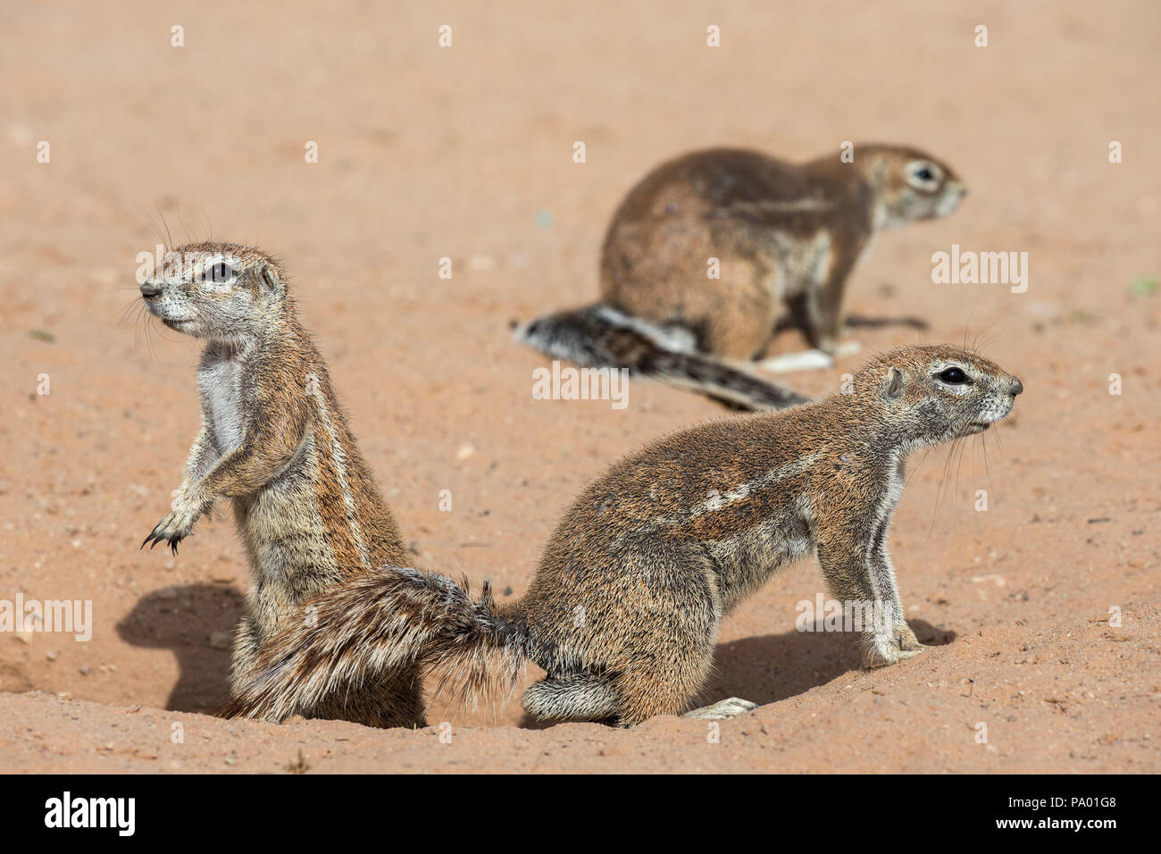 Les écureuils terrestres (Ha83 inauris), Kgalagadi Transfrontier Park, Northern Cape, Afrique du Sud Banque D'Images