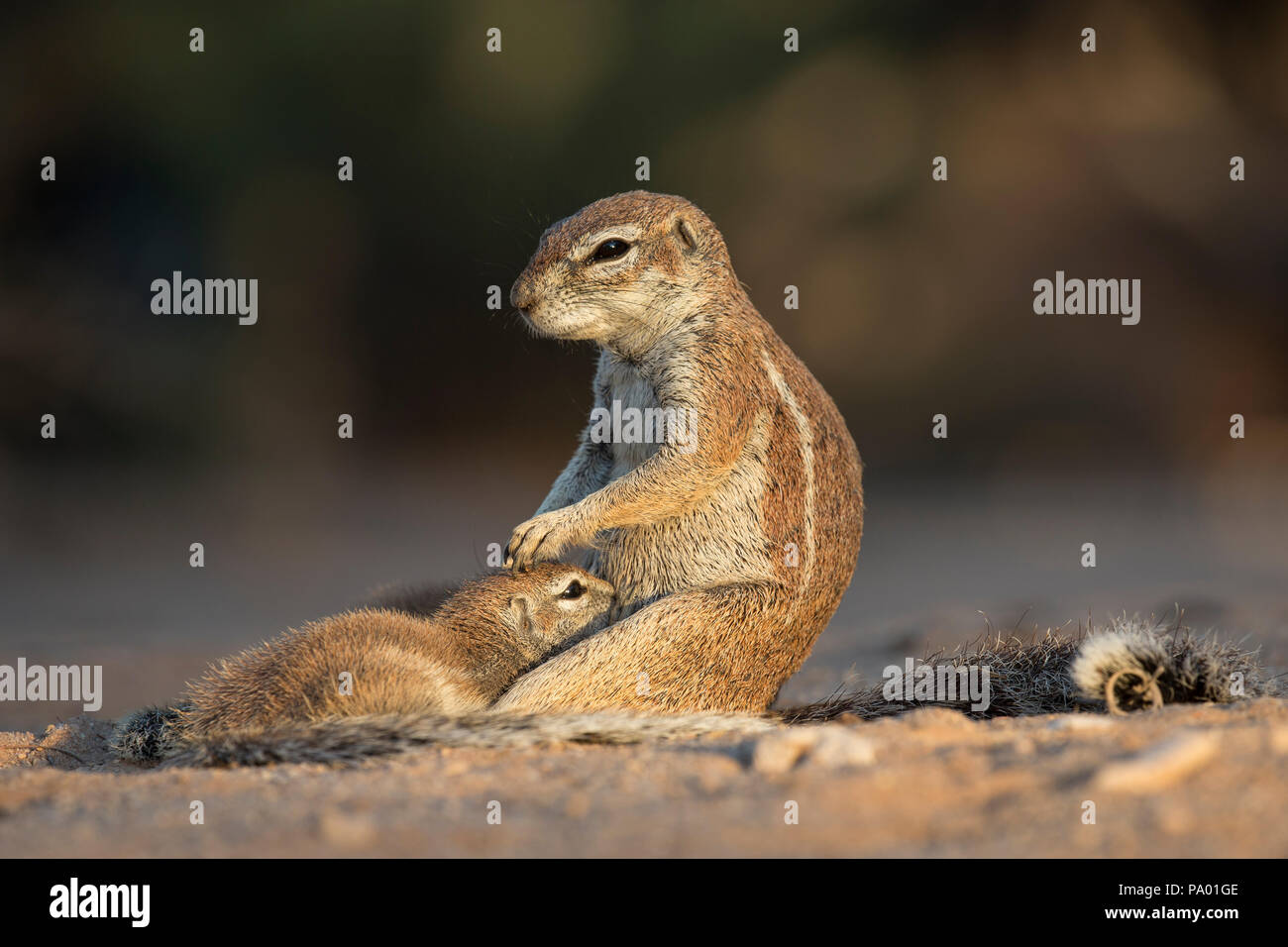 Les écureuils terrestres (Ha83 inauris) suckling, Kgalagadi Transfrontier Park, Northern Cape, Afrique du Sud Banque D'Images