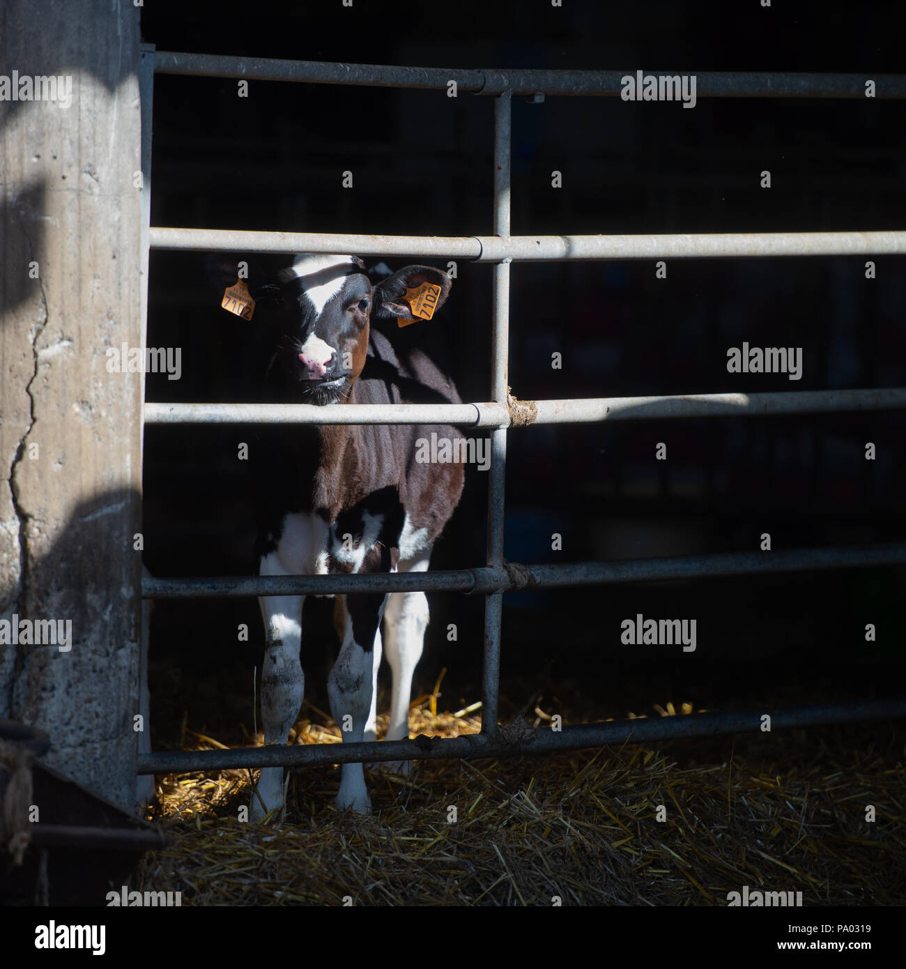 L'alimentation des vaches en grande étable, France Banque D'Images