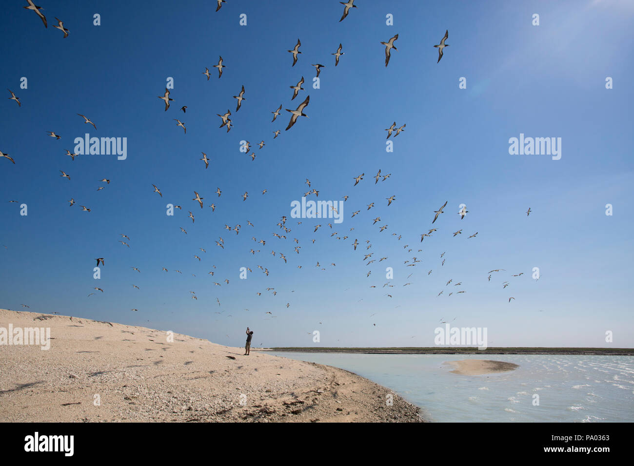 Seul avec les oiseaux - Le Kimberley, Australie occidentale Banque D'Images