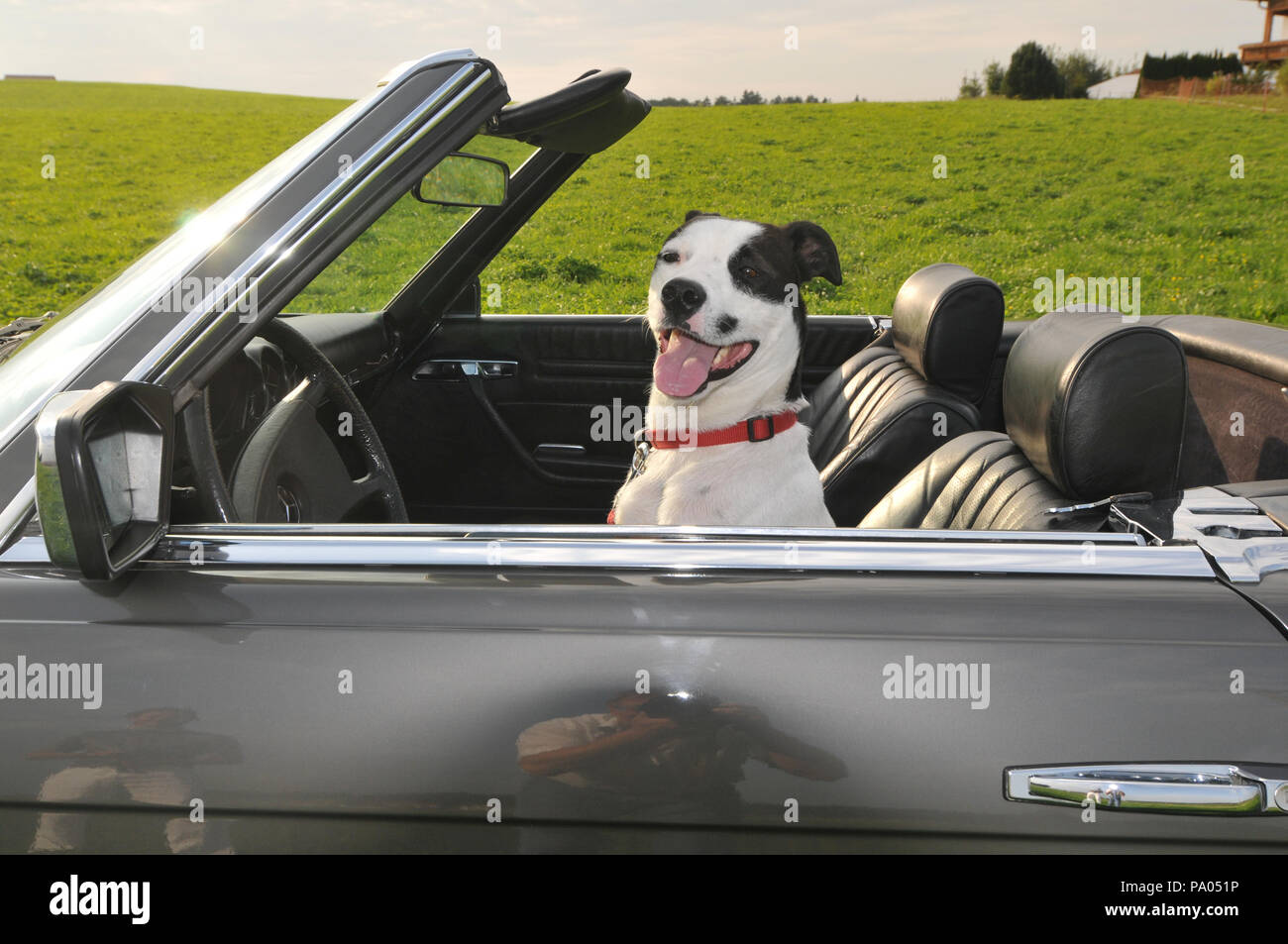 Chien avec Lino est assis dans une Mercedes Cabrio avant de démarrer le moteur avant d'examiner ses drivers license Banque D'Images