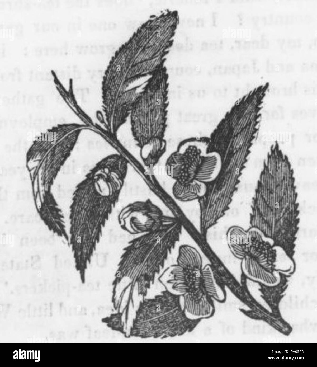 590 Dessin d'une usine de thé Banque D'Images