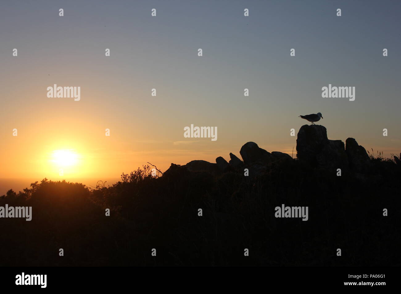 Silhouette d'une mouette perchée sur les rochers au coucher du soleil. Banque D'Images