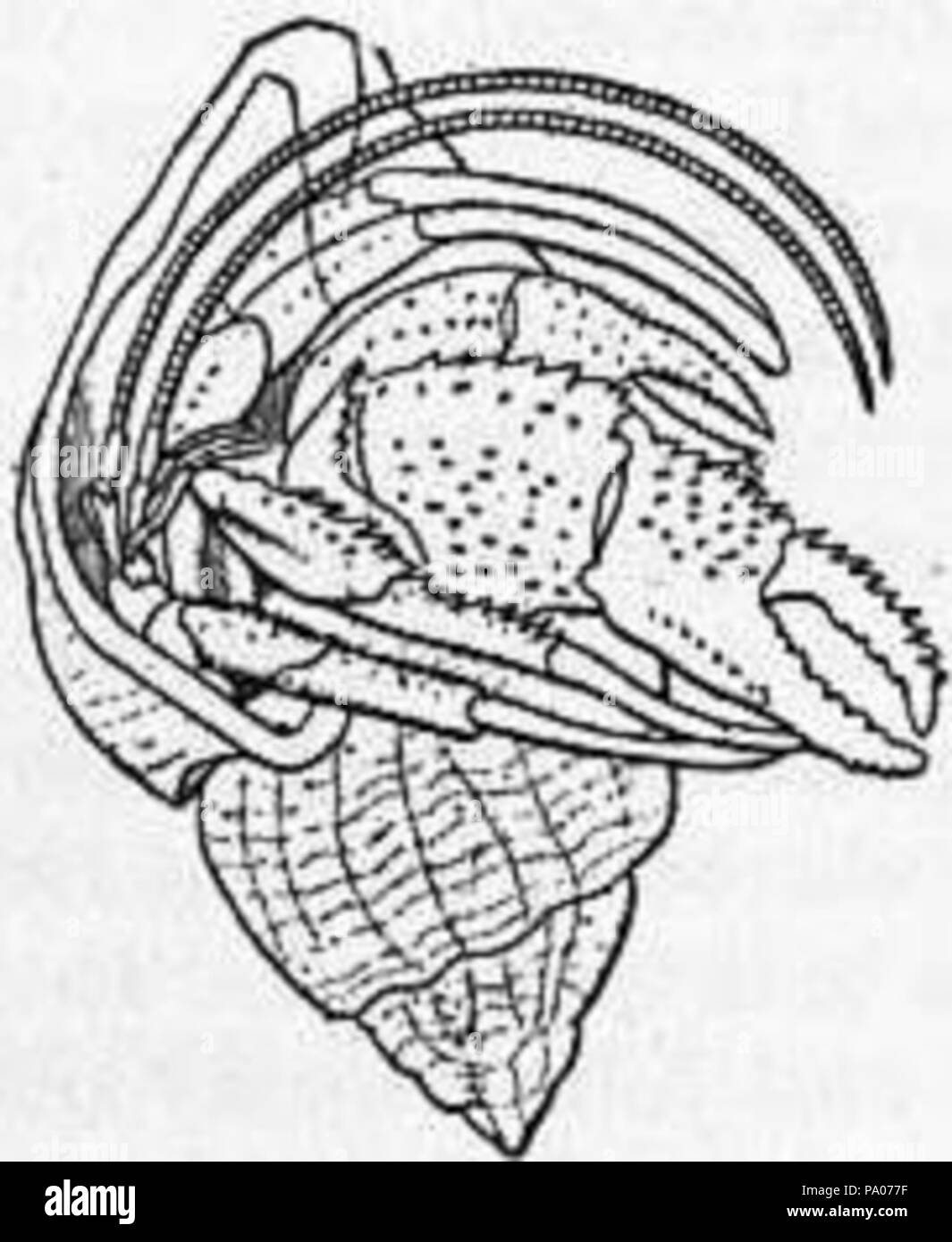 602 EB1911 Crabe - Fig. 6.-Eupagurus Bernhardus Soldat (crabe) Banque D'Images