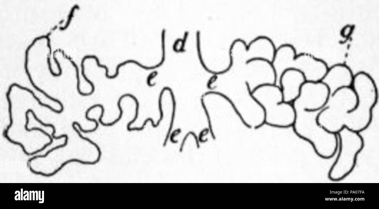 603 EB1911 - épithéliales Fig. 10 Banque D'Images