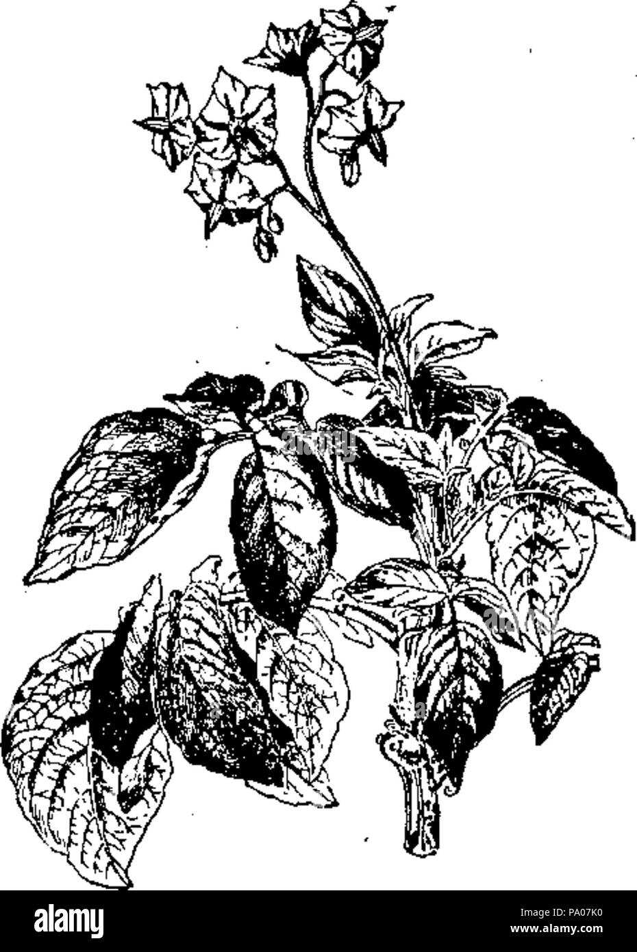 603 EB1911 Figure 1 pommes de terre Banque D'Images