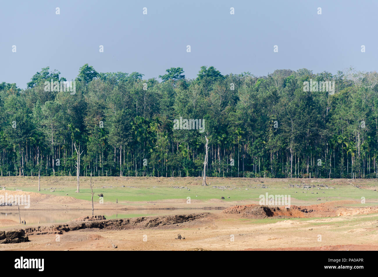 Région forestière Attur entourant le réservoir en Chiklihole Kodagu, Kushalnagar, Karnataka, Inde Banque D'Images
