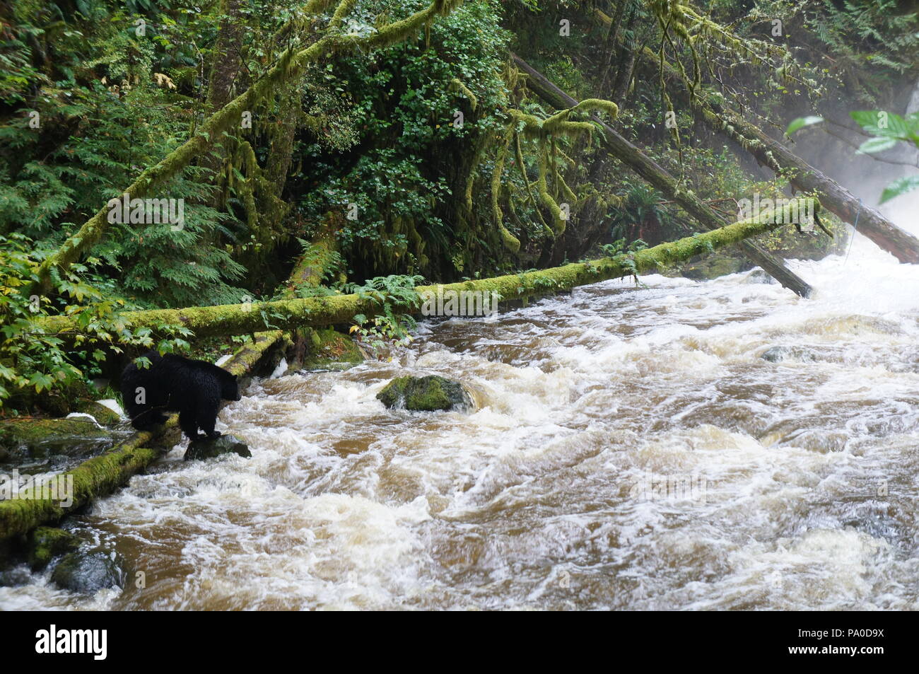 L'ours noir la pêche du saumon à côté d'une rivière déchaînée, avec moss-laden arbres tombés dans la forêt tropicale près de Ucluelet, British Columbia, Canada Banque D'Images
