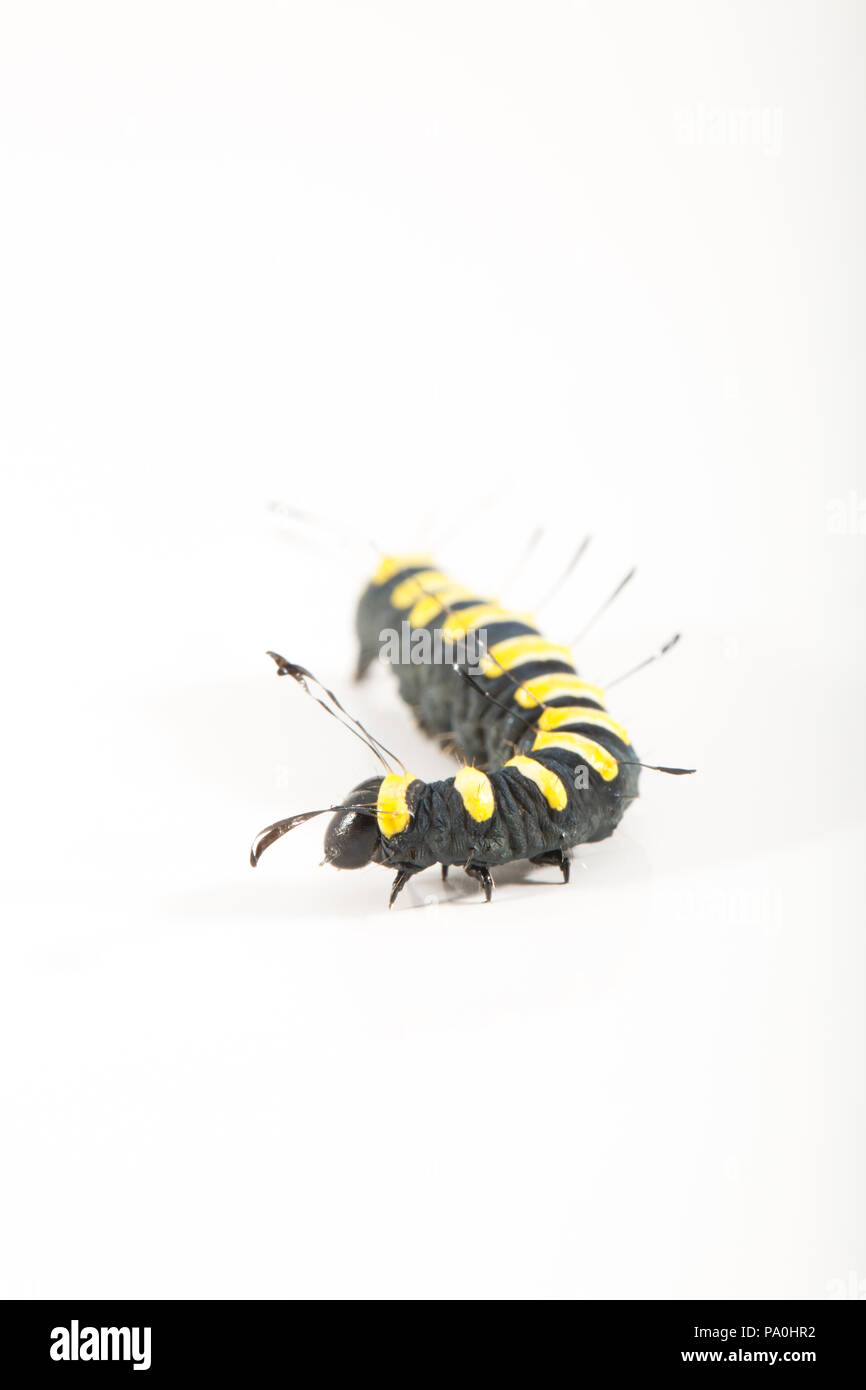 Espèce d'aulne, Caterpillar Acronicta alni, photographiés en studio. Trouvé sur la frontière Dorset/Wiltshire England UK GB. L'espèce d'aulne feeds Caterpillar Banque D'Images