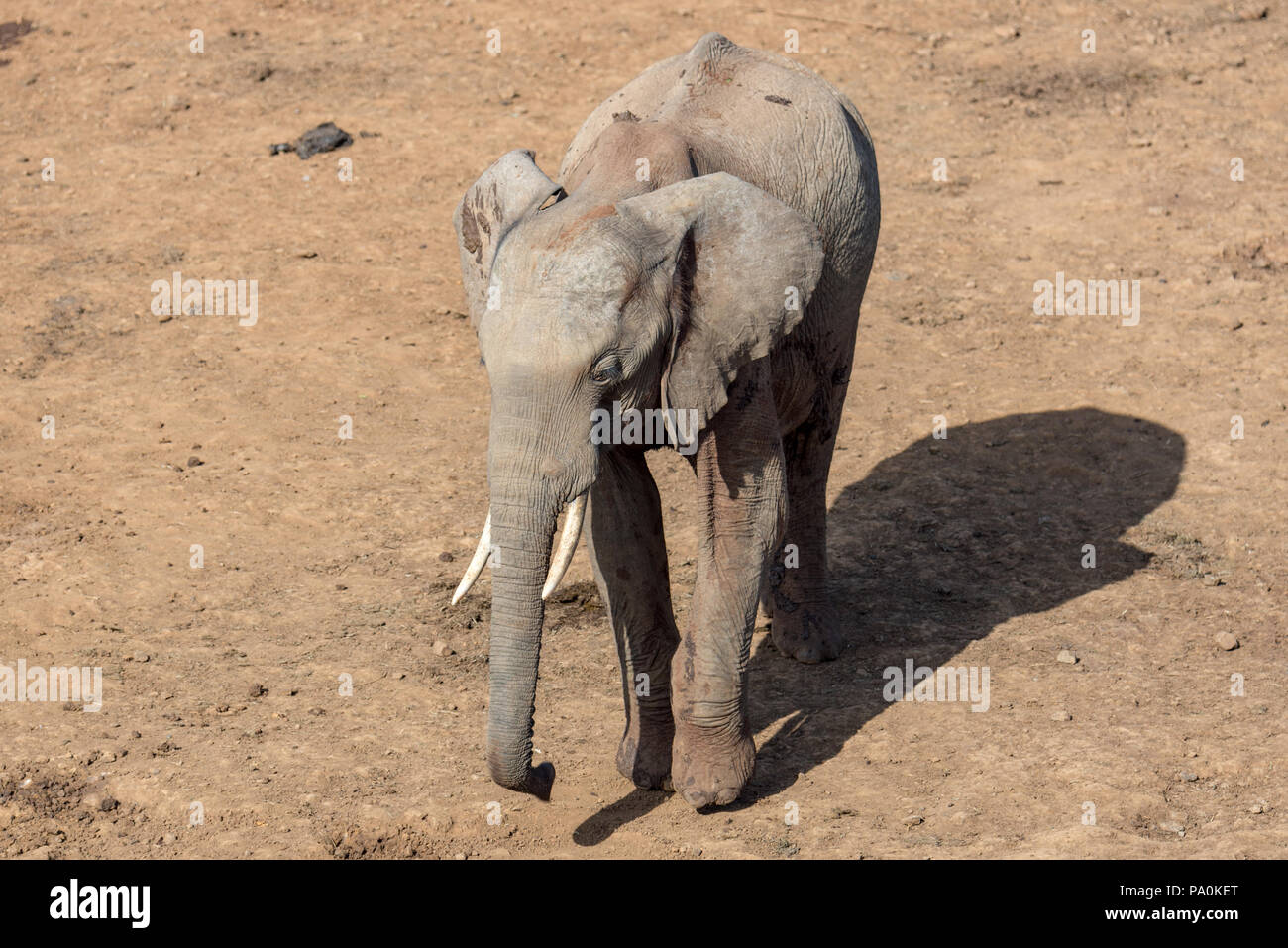 Les éléphants sauvages en Afrique Banque D'Images