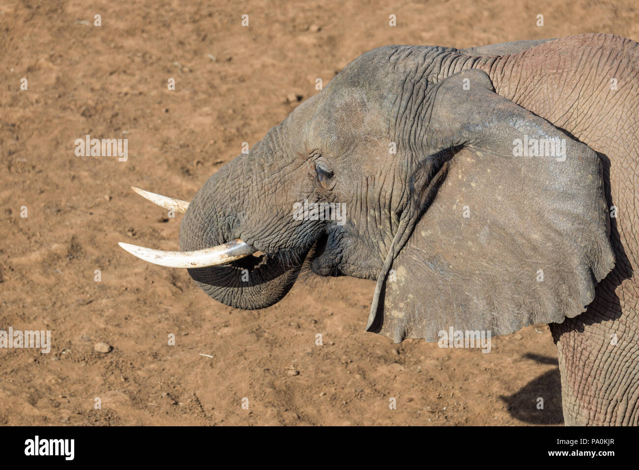 Les éléphants sauvages en Afrique Banque D'Images