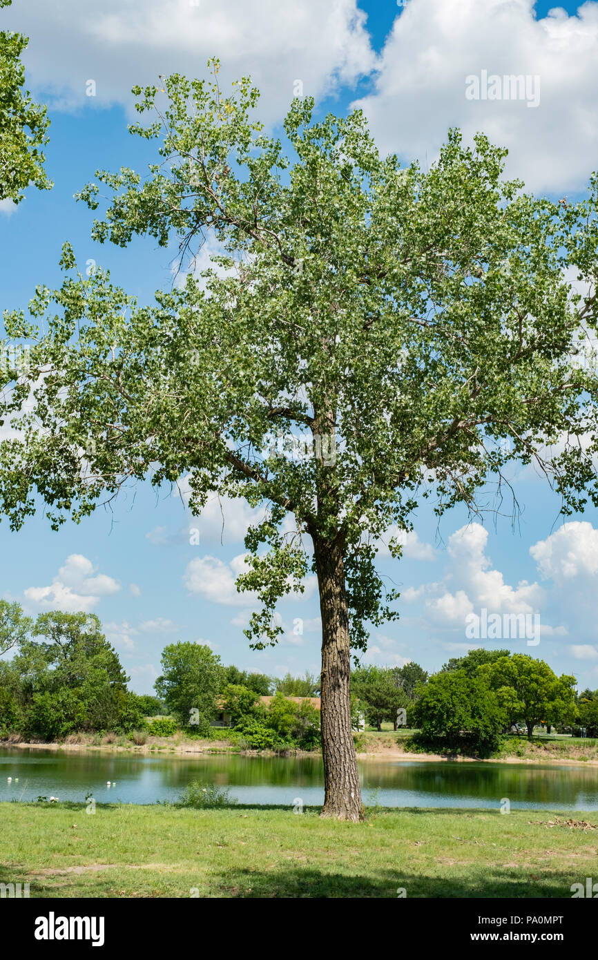 Grand cotonwood, Populus deltoides, connu sous le nom de cotonwood oriental. Kansas, États-Unis. Banque D'Images