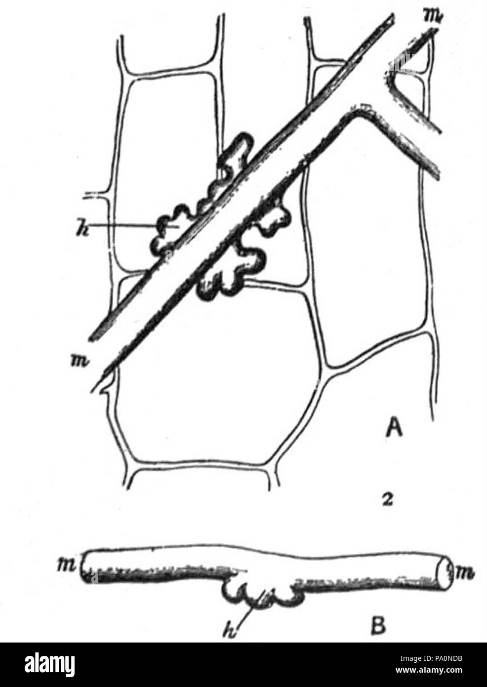 626 morphologie Erysiphe Banque D'Images