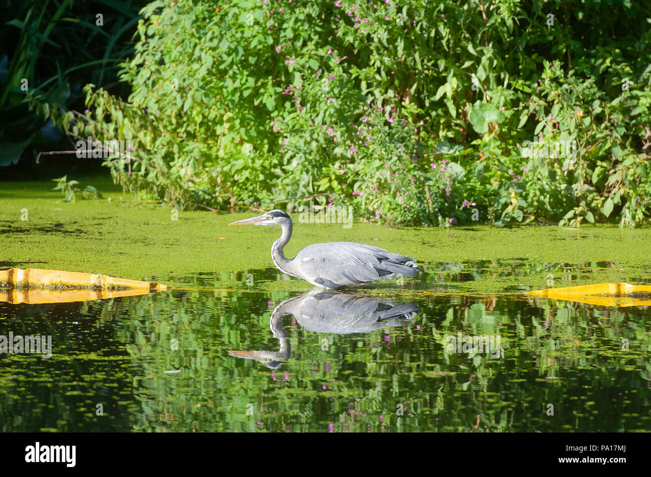 Gazomètres, Kings Cross. Les fortes chaleurs en été a engendré des algues sur le Regents Canal, Kings Cross, London, UK. 17/07/18 Crédit : Evening Standard Banque D'Images