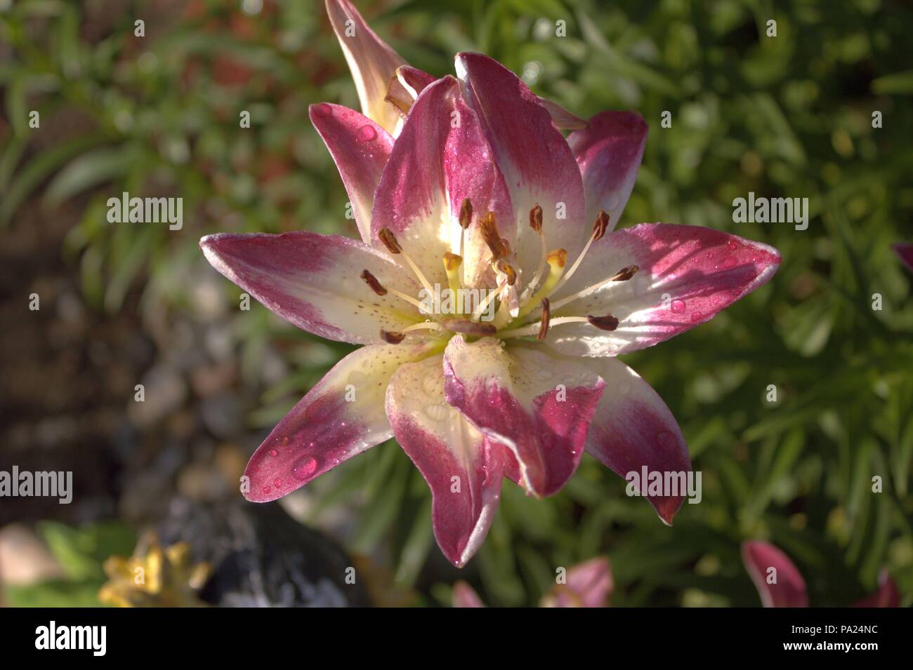 Un Double Lily rose et blanc au soleil en fleurs Banque D'Images