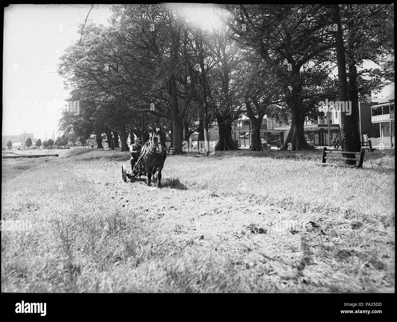 256 31848 SLNSW Islington coupe park Banque D'Images