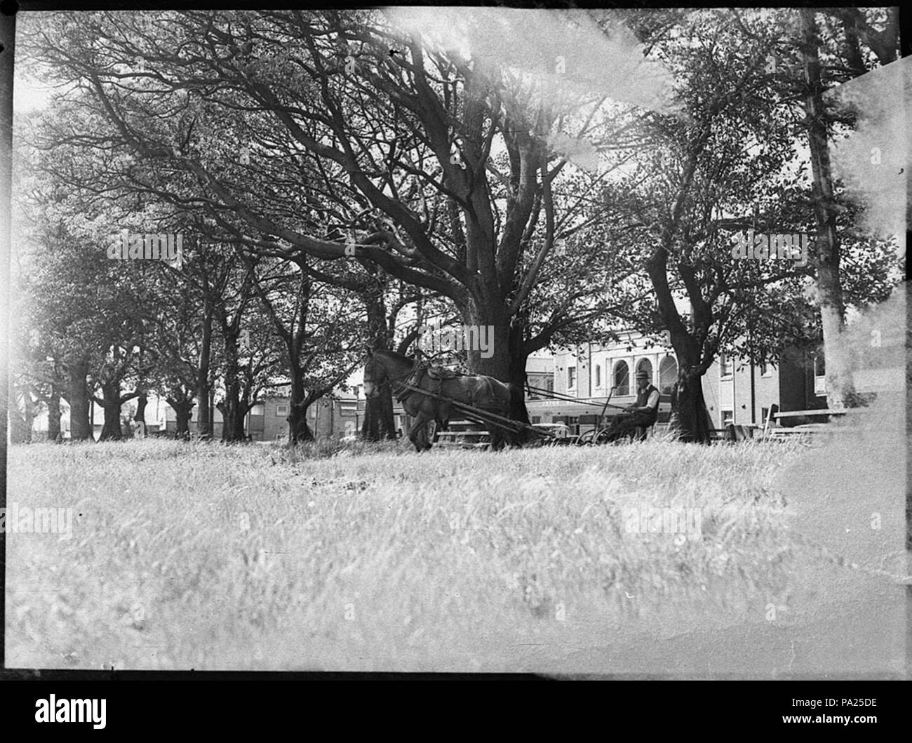256 31850 SLNSW Islington coupe park Banque D'Images