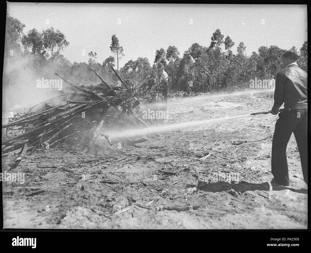 31968 SLNSW 256 nouveau 60 pieds Cooranbong fire tour dans la réserve forestière de l'État Banque D'Images