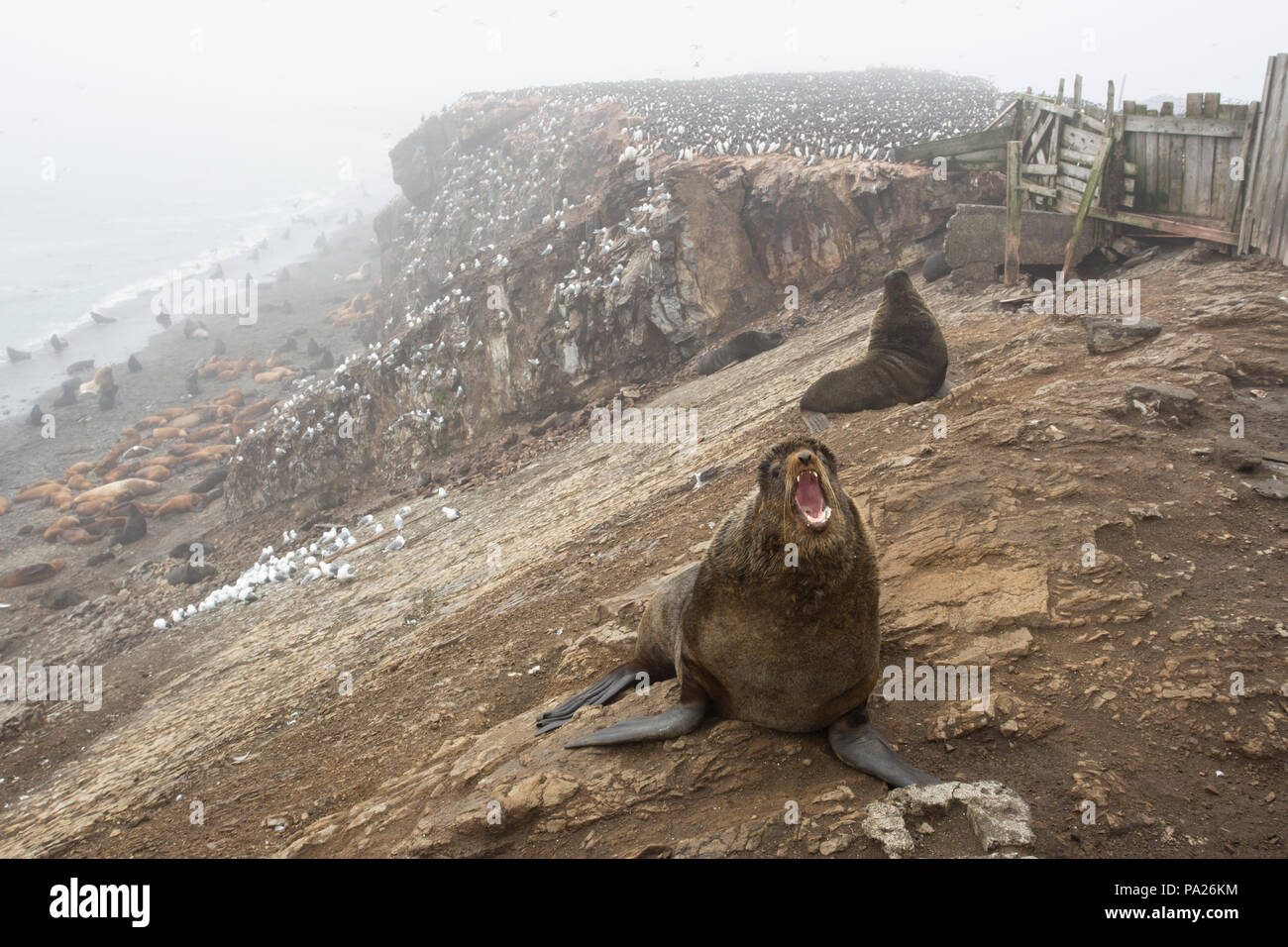 Otarie à fourrure du Nord (Callorhinus ursinus) en face de colonie et bâtiments abandonnés envahis de la faune Banque D'Images