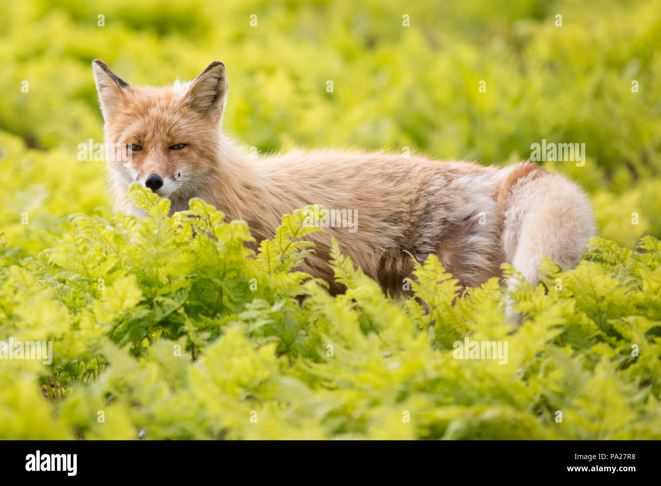 Yakutsk Red Fox (Vulpes vulpes), le Kamchatka Banque D'Images