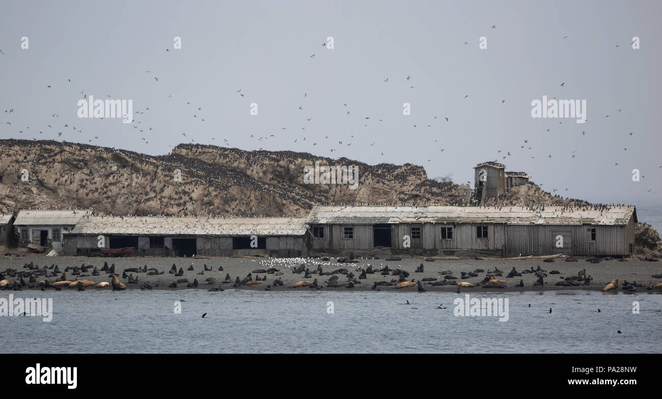 Des bâtiments abandonnés envahis d'oiseaux et de phoques sur l'île de Tyuleny (Mer d'Okhotsk) Banque D'Images