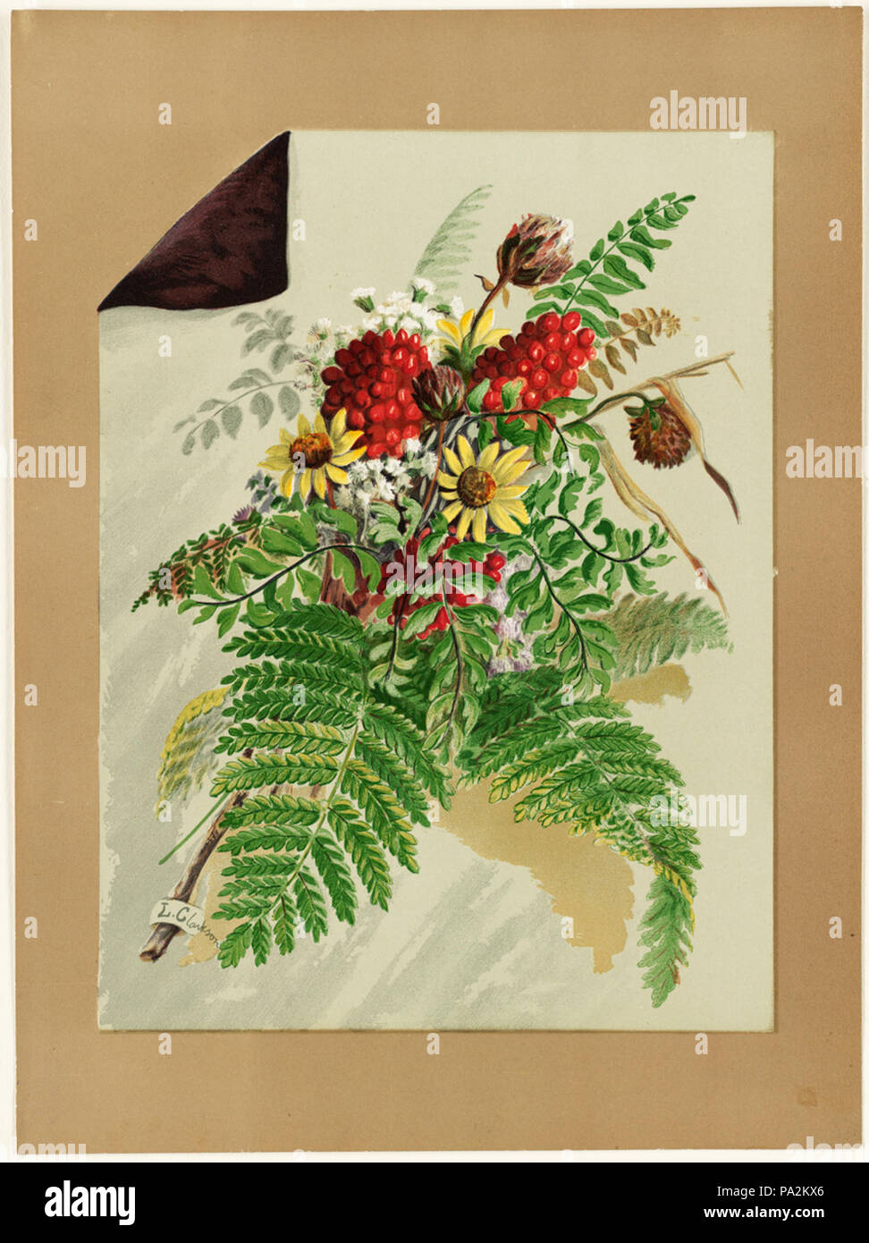 659 fleurs et fougères (Boston Public Library) Banque D'Images