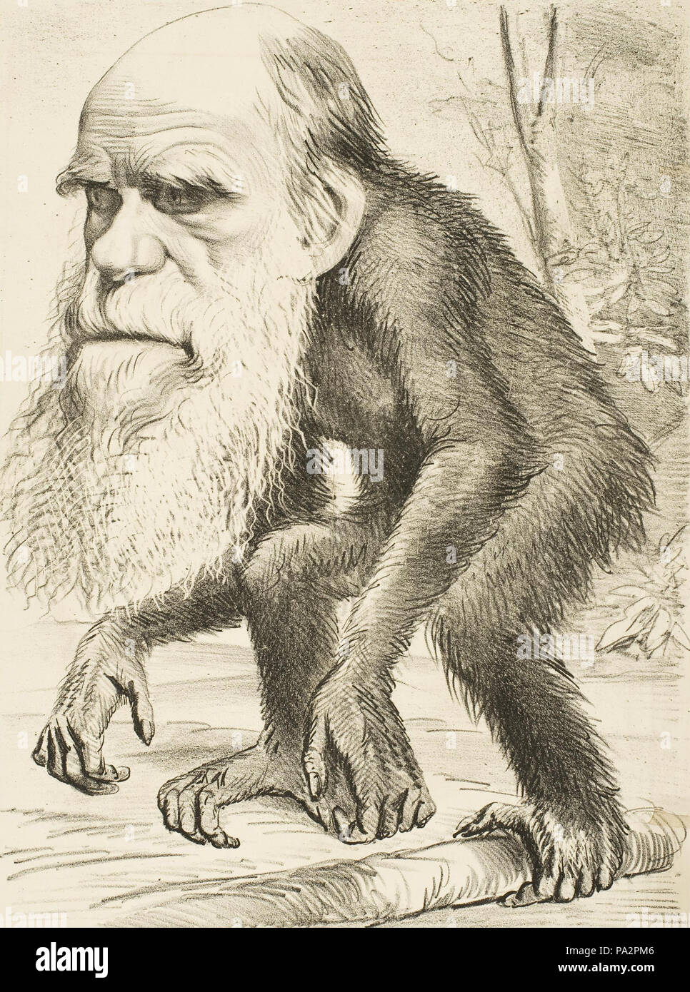 606 caricature représentant Charles Darwin comme un singe (1871) Banque D'Images