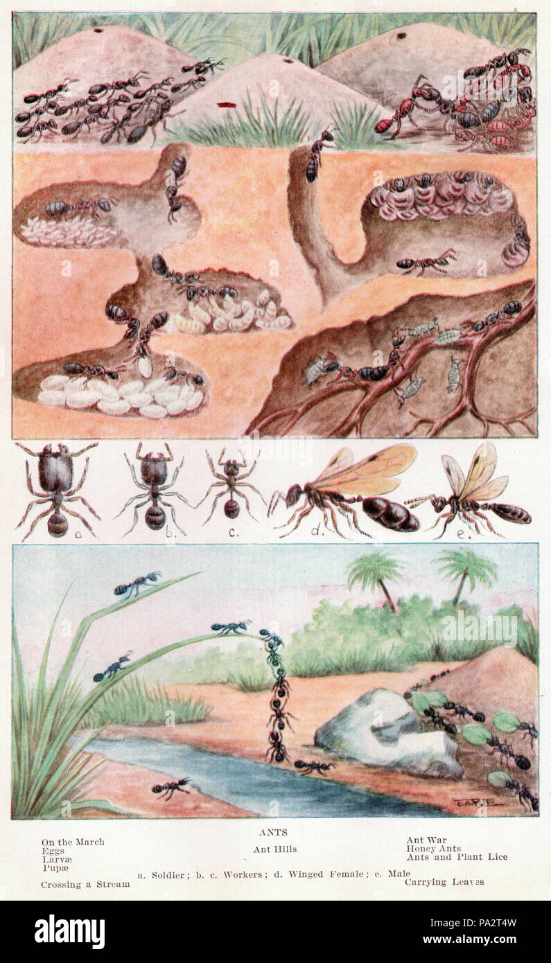 142 Fourmis entre les pages 108 et 109 Banque D'Images