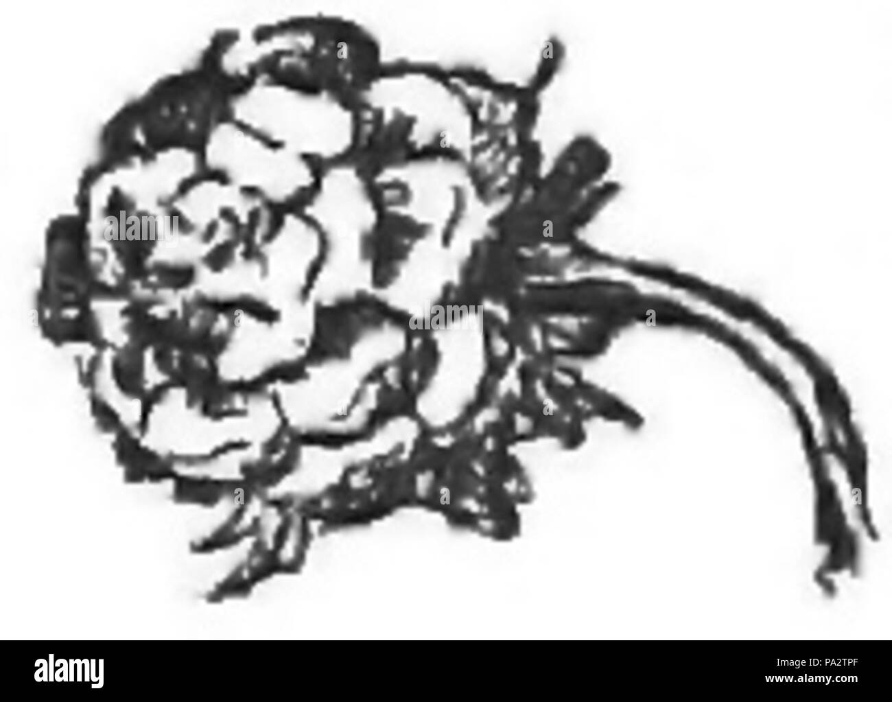 356 Crainquebille, Putois, Riquet - page de titre (à gauche) de fleurs d'ornement Banque D'Images