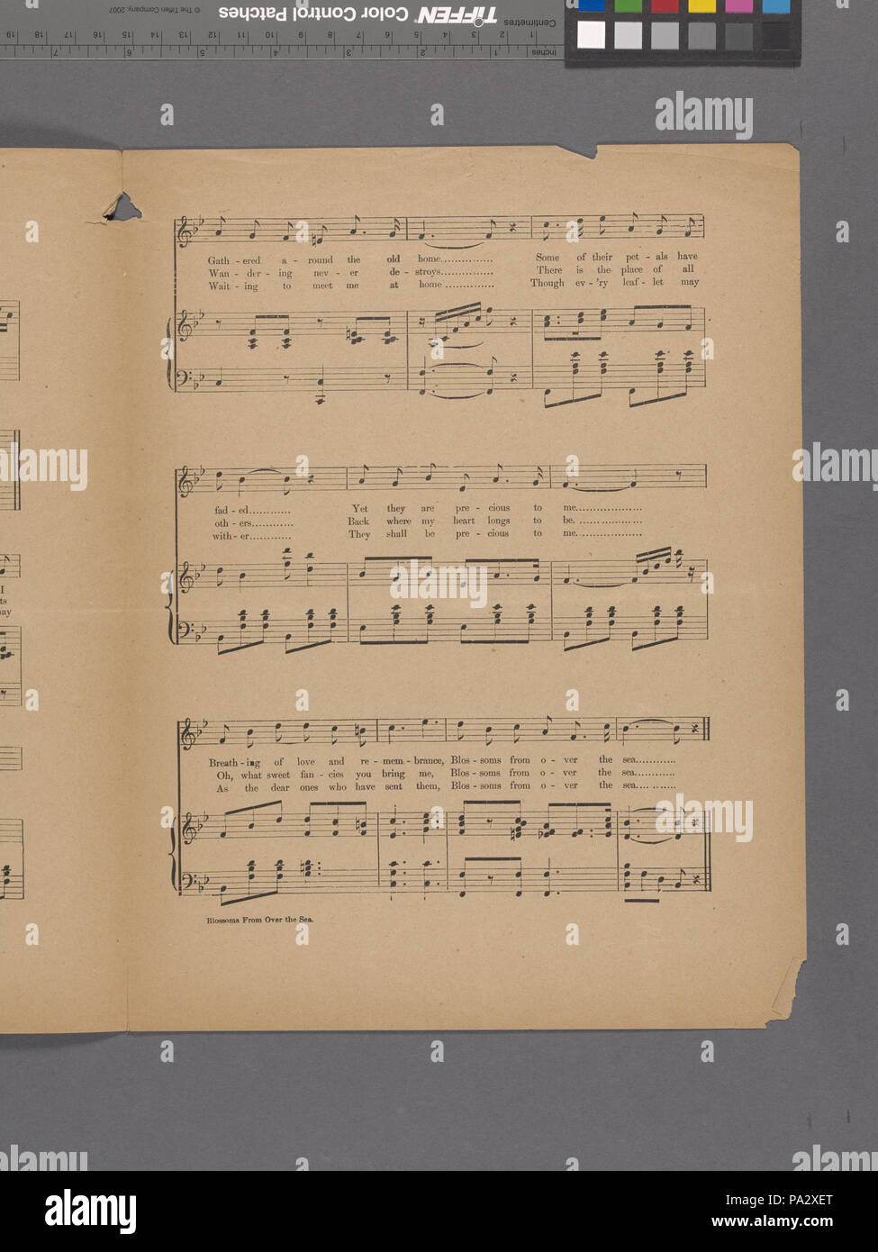 Fleurs à partir de 211 sur la mer (NYPL)-464025-1704542 Hades Banque D'Images